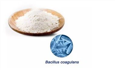 Bacillus Koagulan 200b