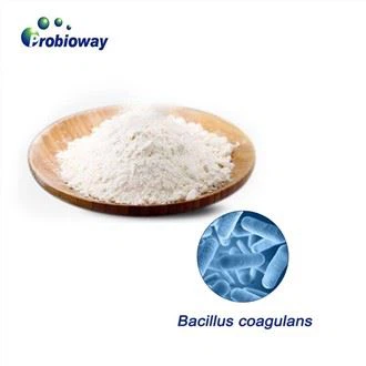 Bacillus Coagulans Stabilitas Tinggi