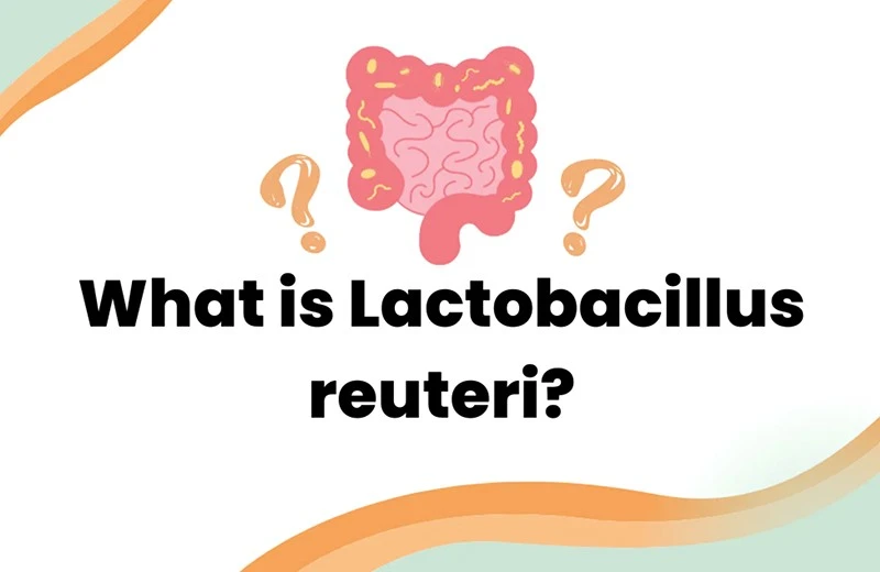 Lactobacillus reuteri