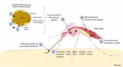 Demam Chikungunya telah melanda Guangdong, dan Probiotik sedang membangun jal...